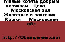 Милые котята добрым хозяивам › Цена ­ 10 - Московская обл. Животные и растения » Кошки   . Московская обл.
